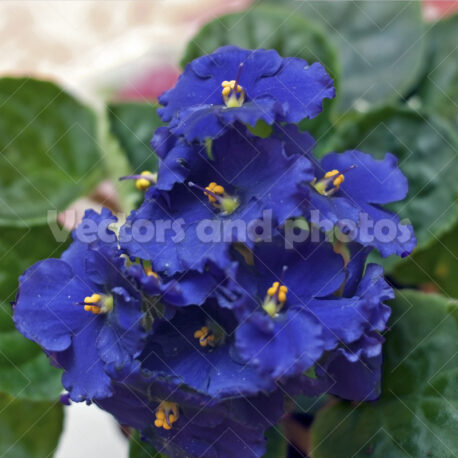 African violet - Vektorok és fotók