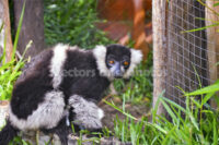 Black and white lemur