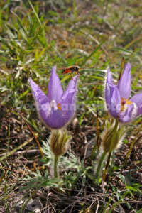 Bluebell alpine flowers