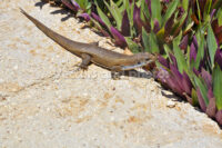 Brown lizard