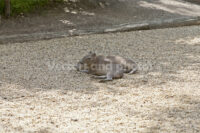 Capibara cubs