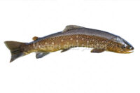 Common trout