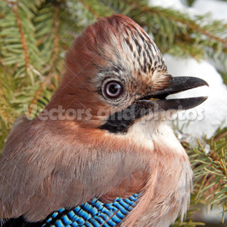 Eurasian Jay - Vektorok és fotók