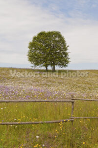 Flowering meadow