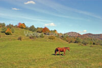 Horse on the meadow