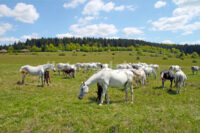 Horses on the pasture