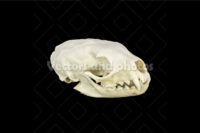 Marten skull