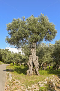 Old olive tree