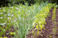 Seed-plot