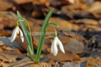 Snowdrop