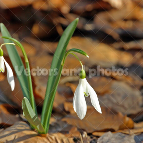 Snowdrop - Vektorok és fotók