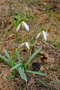 Snowdrop