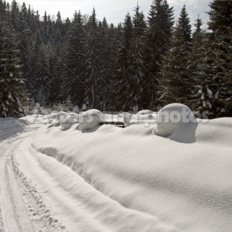 Snowy road among big pine-trees - Vektorok és fotók