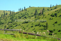 Summer on the meadow